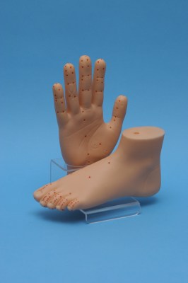 Model of hand and foot with stand