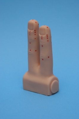 Model of fingers