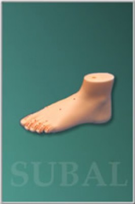 Model of foot